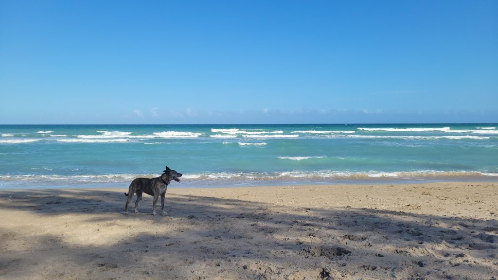 Tigger’s Beach Vacation