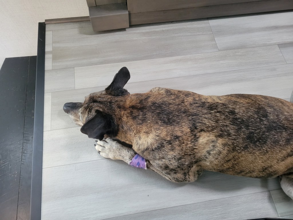 The Cone of&nbsp;Shame